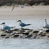 birdfeathers > Pop's return to Sundown Island photo