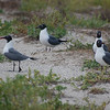birdfeathers > Pop's return to Sundown Island photo