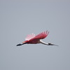 birdfeathers > Pop's return to Sundown Island photo