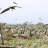 birdfeathers > Sundown Island - March 2009 photo
