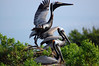 birdfeathers > Sundown Island & POC - Spring 2007 photo