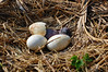 birdfeathers > Sundown Island & POC - Spring 2007 photo