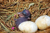 birdfeathers > Sundown Island & POC - Spring 2007 photo