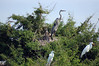 birdfeathers > Sundown Island & POC - Spring 2007 photo