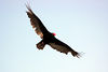 birdfeathers > Sundown Island & POC - Spring 2007 photo