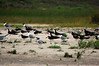 birdfeathers > Sundown Island & POC - Spring 2007 photo