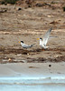 birdfeathers > Sundown Island & POC - Spring 2007 photo