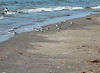 birdfeathers > Sundown Island & POC - Spring 2007 photo