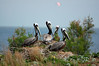 birdfeathers > Sundown Island & POC - Spring 2007 photo