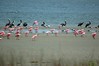 birdfeathers > Sundown Island & POC - Spring 2007 photo