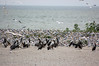 birdfeathers > Sundown Island & POC - Spring 2007 photo