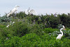 birdfeathers > Sundown Island & POC - Spring 2007 photo