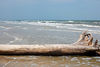birdfeathers > Sundown Island & POC - Spring 2007 photo